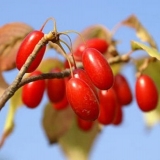 Dren za dijabetičare