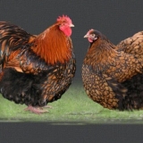 Klasična rasa pilića od mesa i jaja iz engleske orpington