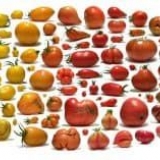 Klasifikacije sorti paradajza i popularnih biljaka