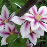 Clematis andromeda: fotografija, sadnja, obrezivanje, recenzije