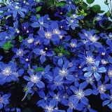 Clematis arabella: sadnja i njega