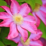 Clematis asao: fotografija i opis, uslovi uzgoja