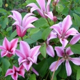 Clematis daches of albany: fotografija i opis