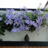 Clematis plavi anđeo: fotografija i opis, recenzije