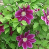 Clematis hania: opis, njega, reprodukcija, fotografija