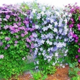 Clematis nevino rumenilo: fotografija i opis, njega