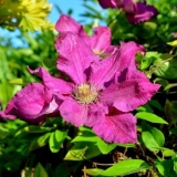 Clematis ernest markham