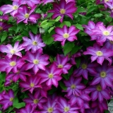 Clematis kakio: opis, grupa za obrezivanje, njega, fotografija