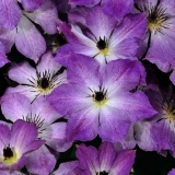 Clematis cloudburst: opis i recenzije, fotografije