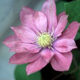 Clematis mala sirena: opis sorte, grupa za obrezivanje, recenzije