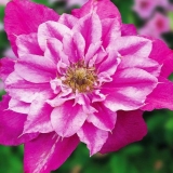 Clematis may drag: recenzije i opis