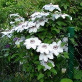 Clematis miss bateman (miss bateman)