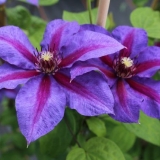 Clematis mrs. Thompson: opis, grupa za orezivanje, fotografija