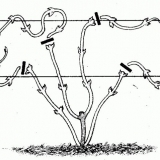 Clematis predsjednik: grupa za rezidbu, sadnju i njegu