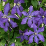 Clematis rhapsody: recenzije, fotografije i opis