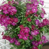 Clematis rouge cardinal: grupa rezidbe, sadnja i njega