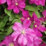 Clematis zalazak sunca: opis, grupa za obrezivanje, recenzije