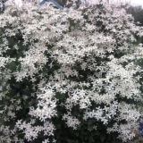 Clematis peckasti sitnocvjetni bijeli
