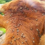 Krpelji kod goveda: preparati i tretman