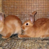 Uradi sam kavez za patuljastog zeca