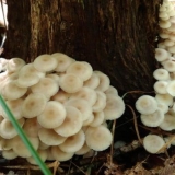 Porodica clitocybula (familija collibia): fotografija i opis