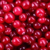 Brusnice na temperaturi