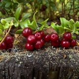 Liker od brusnice kod kuće