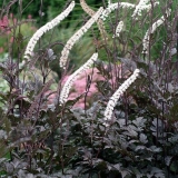 Black cohosh jednostavna brineta