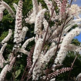 Klopogon: vrste i sorte