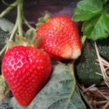 Aroza jagoda - opis sorte