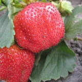 Jagoda chamora turusi