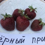 Crni princ od jagode