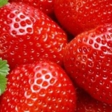 Jagode na uralu: sadnja i uzgoj