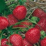 Strawberry ostara