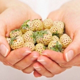 Jagoda ananas (ananas)