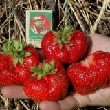 Jagoda prvi razred - opis sorte