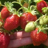 Strawberry marshmallow