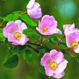 Kada i kako divlja ruža cvjeta: vrijeme, fotografija grmlja