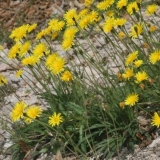 Kada se maslačak bere za liječenje: berba korijena, lišća, cvijeća