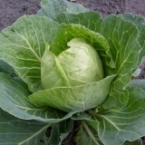 Kada se bere rani kupus?