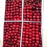 Kad trešnja sazri u uzbekistanu