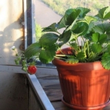 Kada jagode sazre na krimu