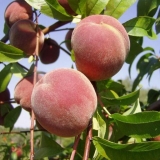 Kada breskve sazrevaju?