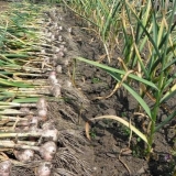 Kada se beli luk ukloni iz bašte na uralu