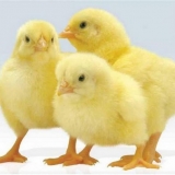 Kokcidioza kod pilića