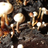 Collibia tuberous (gomoljasti, gomoljasti hymnopus): fotografija i ...