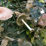 Collibia umotana (potkovani novac): fotografija i opis