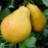 Kolumnasta medena kruška