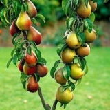 Stubčasta kruška - sadnja, rezidba i njega