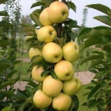 Stubčasti med od jabuke: opis, fotografija, recenzije